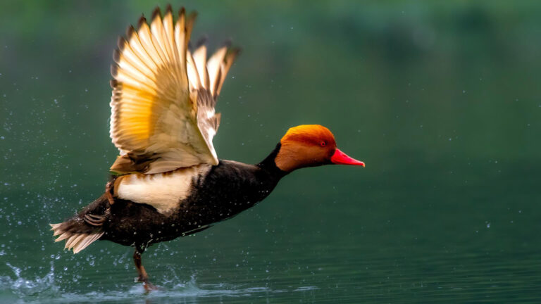 Pochard72